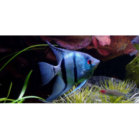 Pterophyllum Scalare Common Blue