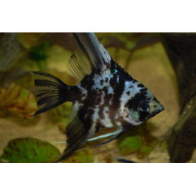 Escalar Dalmatin Pterophyllum Scalare Dalmatin