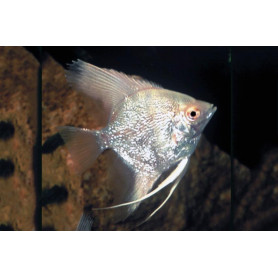 Pterophyllum Scalare	Diamond