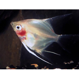Pterophyllum Scalare Ghost