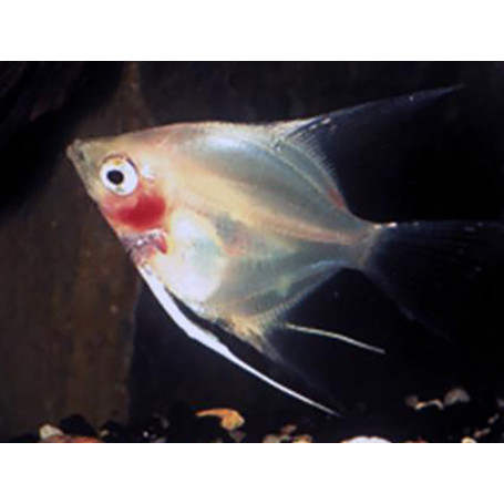 Pterophyllum Scalare Ghost