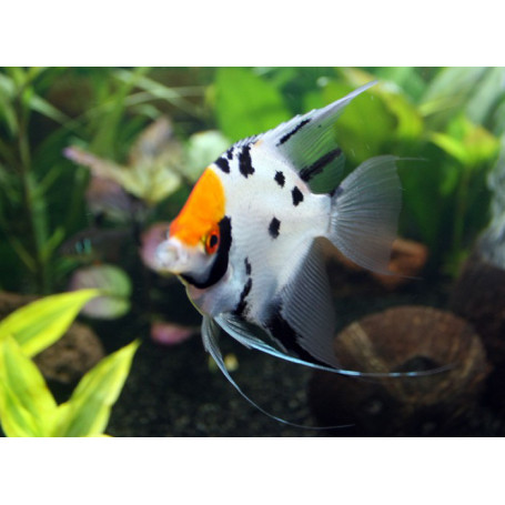 Pterophyllum Scalare Koi