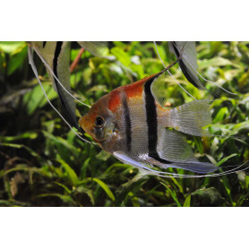 Escalar Manacapuru Red Beck Pterophyllum Scalare	Manacapuru Red Beck