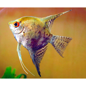 Pterophyllum Scalare Map.