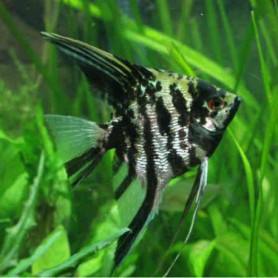 Escalar Marble Pterophyllum Scalare Marble