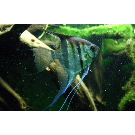 Pterophyllum Scalare Scalare