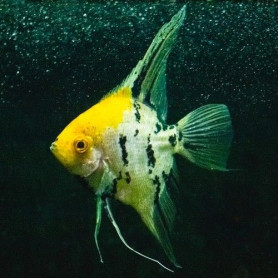 Escalar Yellowhead Pterophyllum Scalare Yellowhead