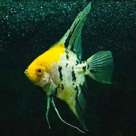 Pterophyllum Scalare Yellowhead