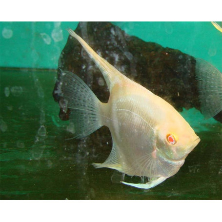 Pterophyllum Scalare Zebra Albino