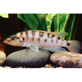 Lamprologus fasciatus Lamprologus fasciatus