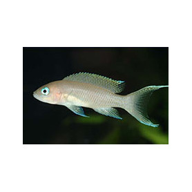 Lamprologus gracilis Lamprologus gracilis