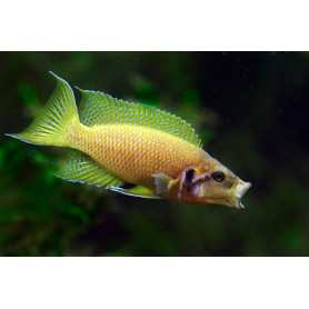 Lamprologus heliantus Lamprologus heliantus