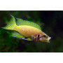 Lamprologus heliantus