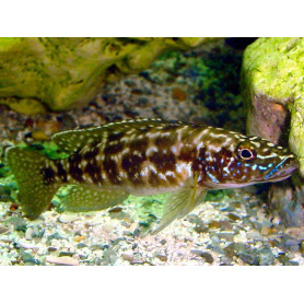 Lamprologus kendalli Lamprologus kendalli