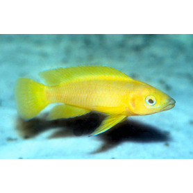 Lamprologus leleupi - lilac Lamprologus leleupi - lilac