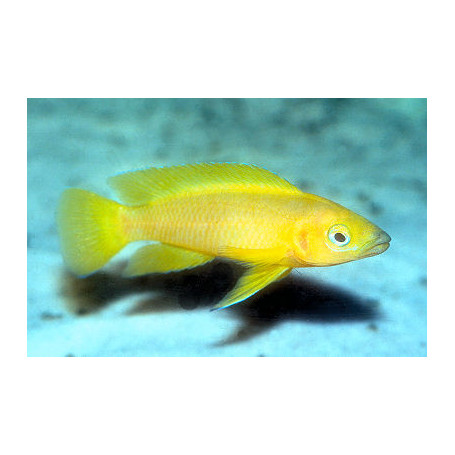 Lamprologus leleupi - lilac