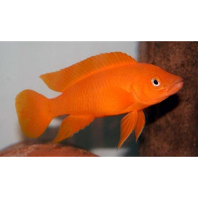 Lamprologus leleupi leleupi orange Lamprologus leleupi leleupi orange