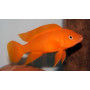 Lamprologus leleupi leleupi orange
