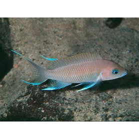 Lamprologus marunguensis Lamprologus marunguensis