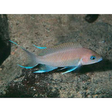 Lamprologus marunguensis