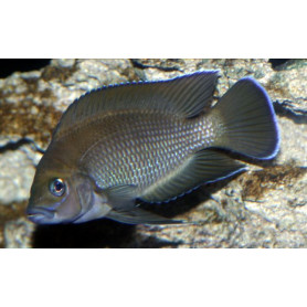 Lamprologus moorii Lamprologus moorii