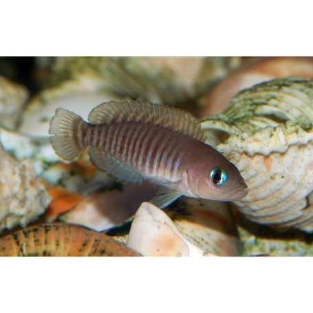 Lamprologus multifasciatus