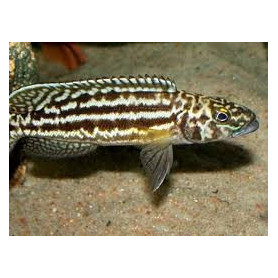 Lamprologus nkambae Lamprologus nkambae