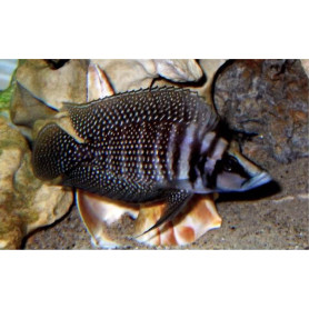 Altolamprologus Calvus Black Zaire Moliro Altolamprologus Calvus Black Zaire Moliro