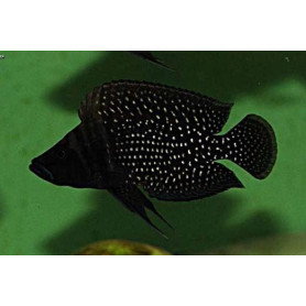 Altolamprologus Calvus Black Pearl Altolamprologus Calvus Black Pearl