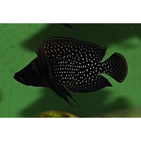 Altolamprologus Calvus Black Pearl