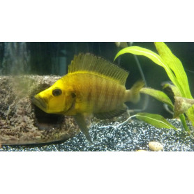 Altolamprologus Compressiceps Gold Altolamprologus Compressiceps Gold