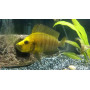 Altolamprologus Compressiceps Gold