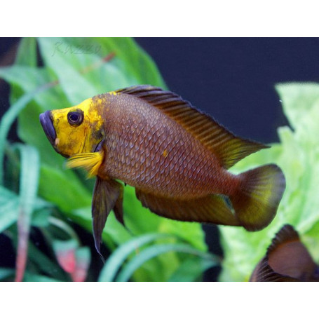 Altolamprologus Compressiceps Gold Head Kantalamba