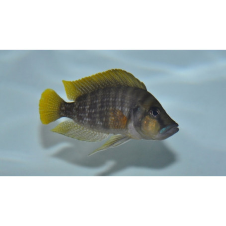 Altolamprologus Compressiceps Red Fin Kagunga