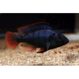 Astatotilapia Nubila Astatotilapia Nubila