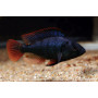 Astatotilapia Nubila