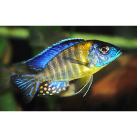 Aulonocara Blue Neon Aulonocara Blue Neon