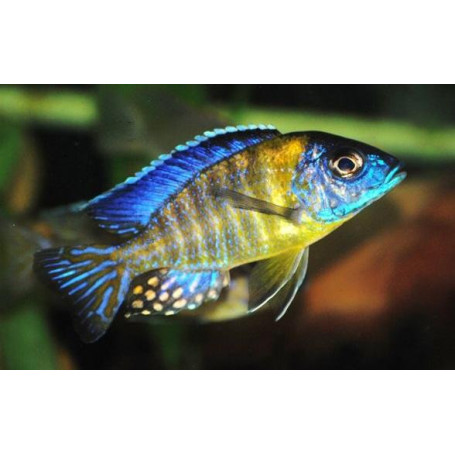 Aulonocara Blue Neon