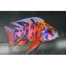 Aulonocara Calico Red Neon Aulonocara Calico Red Neon