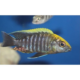 Aulonocara Candensis Aulonocara Candensis