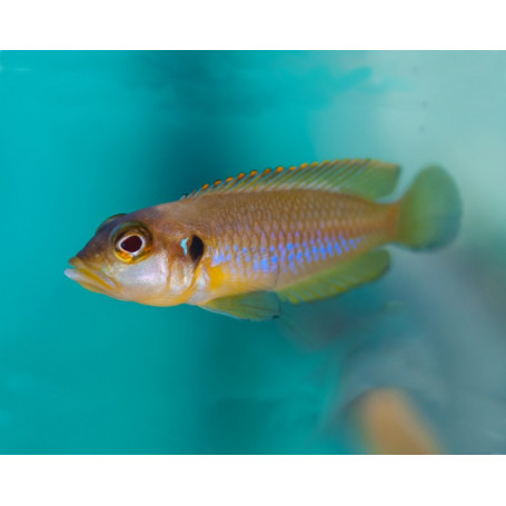 Lamprologus ocellatus