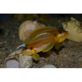 Lamprologus ocellatus gold Lamprologus ocellatus gold
