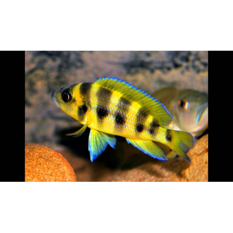 Lamprologus sexfasciatus