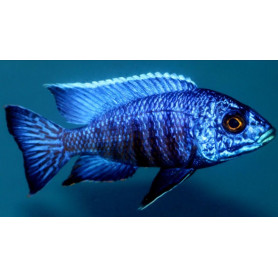Aulonocara Chilumba Aulonocara Chilumba