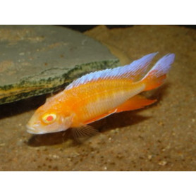 Aulonocara Eureka Albino Aulonocara Eureka Albino