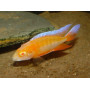 Aulonocara Eureka Albino