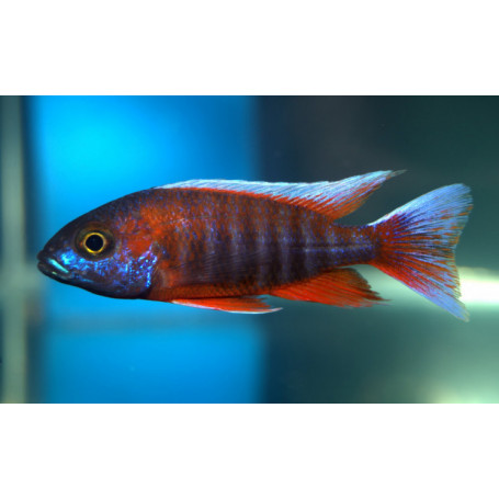 Aulonocara Eureca Super Red