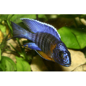 Aulonocara Hansbaenschi Aulonocara Hansbaenschi