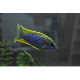 Aulonocara Jacobfreibergi Aulonocara Jacobfreibergi