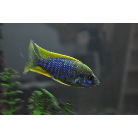 Aulonocara Jacobfreibergi